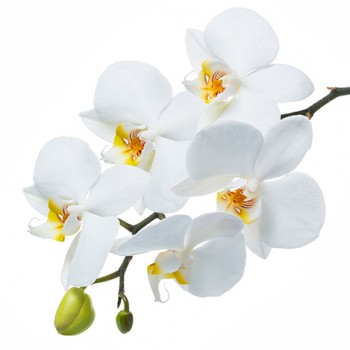Стол обеденный Танго белый/Орхидея в Рубцовске - rubcovsk.mebel54.com | фото